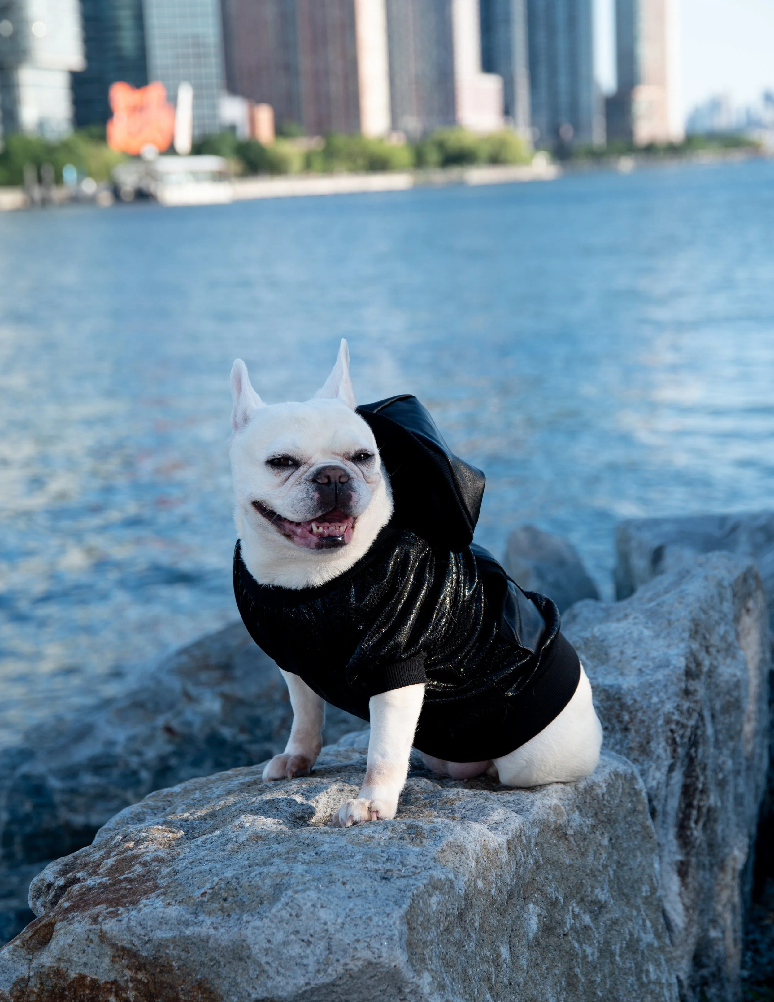 Mochi Unisex Dog Vest in Black & Creme — Maxine Avenue NYC